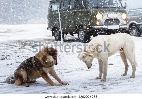 two dogs - dark and light,\
looking at the falling snow, the road and the car in the\
background