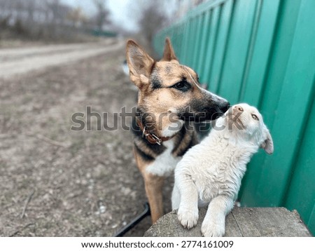 Two dogs of different sizes looking at each other outdoors.