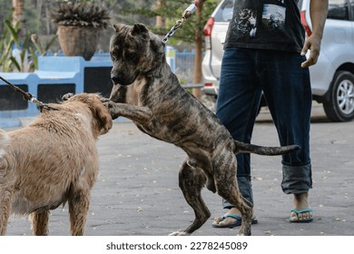 two dogs of different types if they meet still greet each other - Shutterstock ID 2278245089