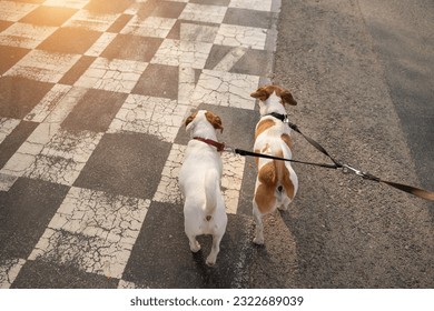 Two dogs with double leash back view from the owner perspective walking at checkered bicycle lane. Happy pet family walking in the evening big city 