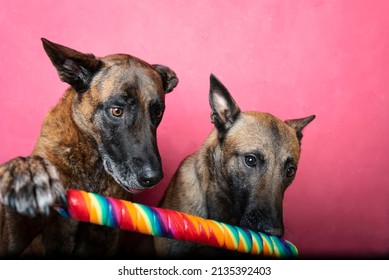 Two Dogs Eating A Lollipop 