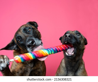 Two Dogs Eating A Lollipop 