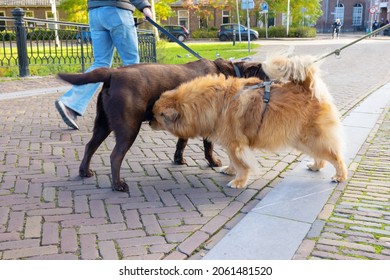 Two Dogs, An Elo And A Labrador, Meet In The City And Sniff Each Other