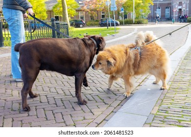 Two Dogs, An Elo And A Labrador, Meet In The City And Sniff Each Other