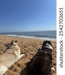 Two dogs enjoying the beach in Flagler Beach Florida