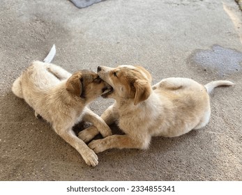 Two dogs experiencing silly affection.