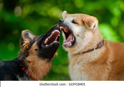 Two Dogs Fighting