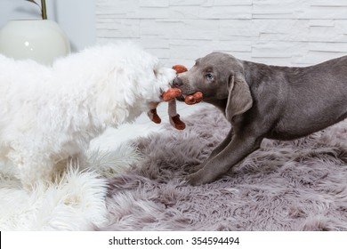 Two Dogs Fighting 