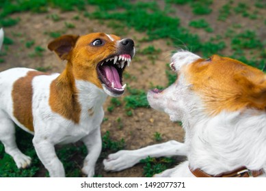 two dogs are fighting on the street. Agressive dogs. Dog attack.
