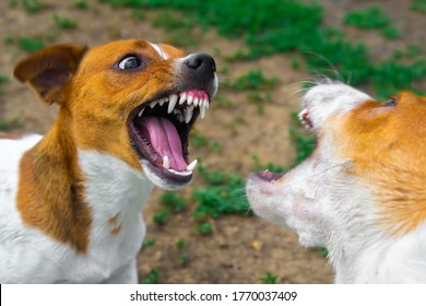 Two Dogs Are Fighting On The Street. Agressive Dogs. Dog Attack.