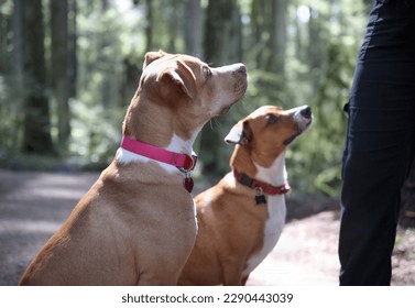 Two dogs in forest looking up at person for treat or obedience training. Side view of puppy dog friends backlit on sunny nature walk in rainforest. Harrier mix and Boxer Pitbull mix. Selective focus.