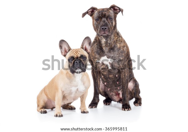 bull terrier french bulldog