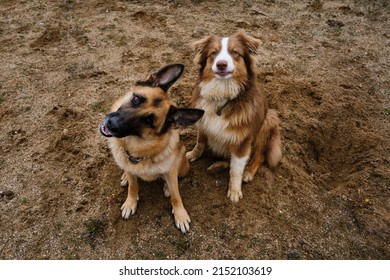 Two Dogs, German And Australian Shepherd, Are Sitting On The Sand And Looking Up. View From Above. Adult Dog And Aussie Puppy Are Nearby. Two Purebred Dogs On Walk Relaxing On Beach.