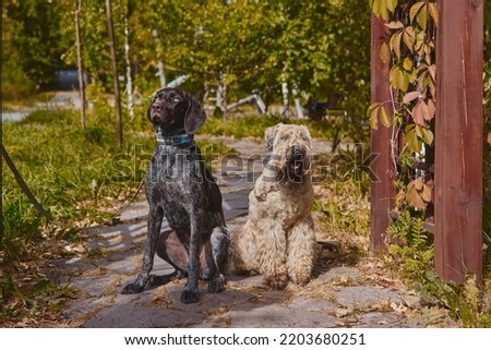 Two dogs, a German shorthaired pointer and an Irish wheaten soft-coated terrier, sit side by side on the path in the autumn park.