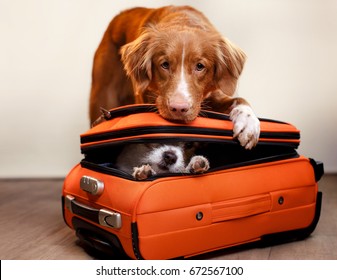 Two Dogs Are Going On Vacation, A Small Dog Is Hiding In A Suitcase