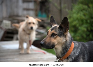 Two Dogs Guard Suburban House. Security Concept