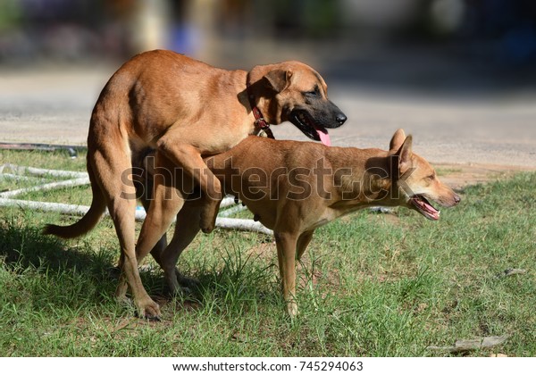 600px x 420px - sex pics dog - Young girl and dog having sex - LuxureTV