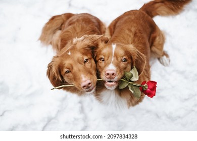 Two dogs holding a rose on a white background. Valentine's day 