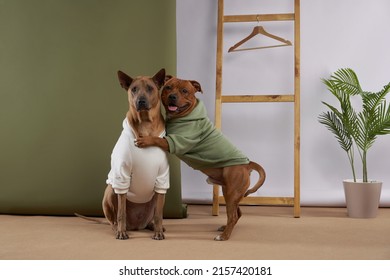 Two Dogs In Hoodies. Pet In Clothes, Showroom. Thai Ridgeback And Staffordshire Bull Terrier Indoors