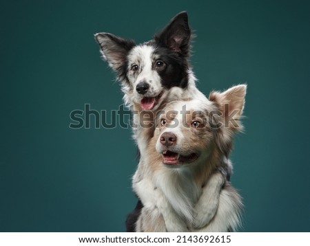 two dogs hugging. Happy Border Collie on a green background in studio. love pet