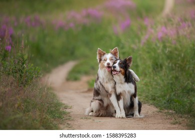 two dogs hugging together for a walk. Pets in nature. Cute border collie in a field in colors. St. Valentine's Day. love story