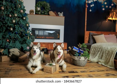 Two Dogs Husky Lie On Background Of Fireplace And Christmas Tree Lights. Christmas Husky Dog. Hotel Concept For Animals. Vet Clinic. Animal Calendar Template. Christmas Card With Dog. Animal Shelter