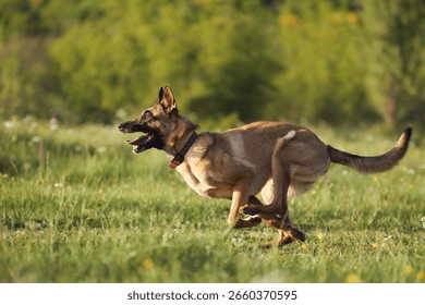 Two dogs interact dynamically, one closely pursuing the other on an open green field.