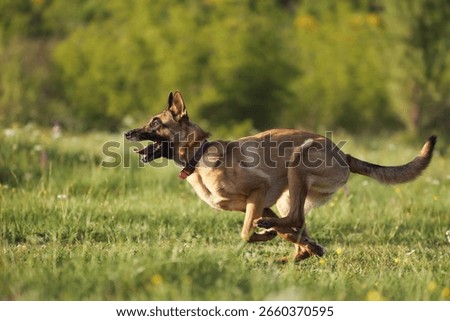 Two dogs interact dynamically, one closely pursuing the other on an open green field.