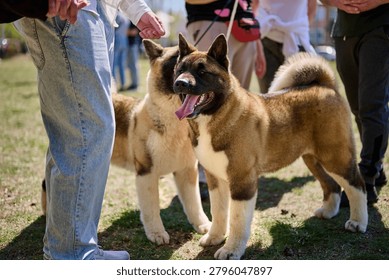 Two dogs interact at a park while a group of people stand nearby. It is a warm spring day with some sun shining through the trees.