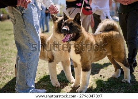 Two dogs interact at a park while a group of people stand nearby. It is a warm spring day with some sun shining through the trees.
