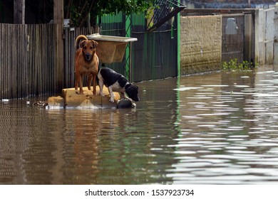 Two dogs isolated in the flood