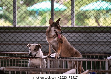 Two dogs in a kennel playfully interacting at an animal shelter on a sunny afternoon in the community center - Powered by Shutterstock