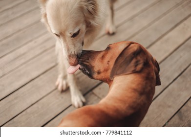 Two Dogs, Kiss