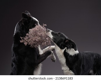 two dogs kiss. Happy Border Collie on a grey background in studio. love pet