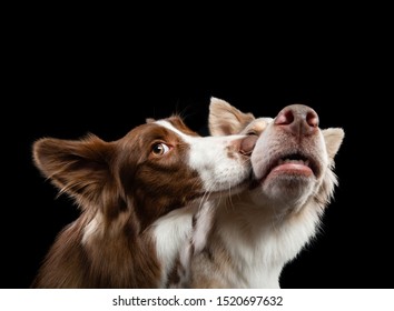 Two Dogs Are Kissing. Border Collie Together On A Black Background.