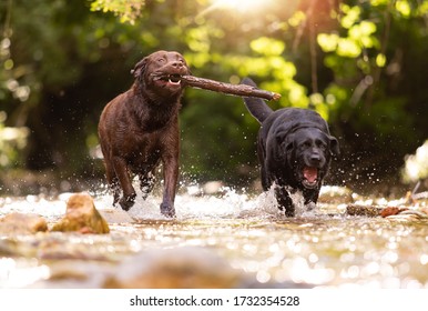 
Two dogs of Labrador Retriever breed Chocolate Brown and black color play happily together in the waters of a river