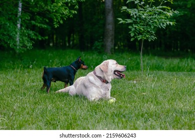 two dogs labrador retriever and dachshund for a walk in the park