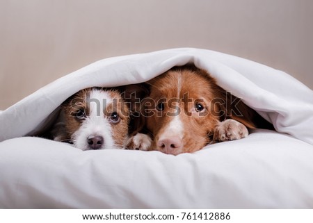 two dogs lay on the pillow in bed. Jack Russell Terrier and Nova Scotia duck tolling Retriever
