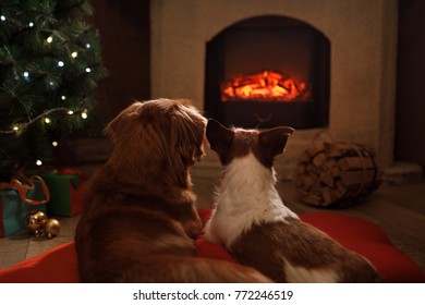 Fire Pet Images Stock Photos Vectors Shutterstock