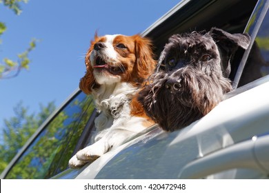 Two Dogs Look Out The Open Car Window