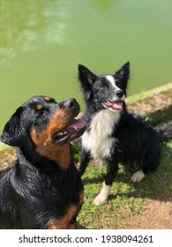 Two Dogs Looking Away Rottweiler And Border Collie