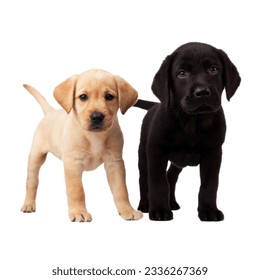 Two dogs looking at the camera on a png background