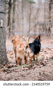 Two Dogs Looking Out Into The Yard. Black Dog And Golden Retriever Standing Side By Side Together Outside In The Yard.