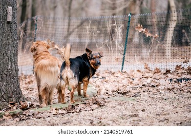 Two Dogs Looking Out Into The Yard. Black Dog And Golden Retriever Standing Side By Side Together Outside In The Yard.