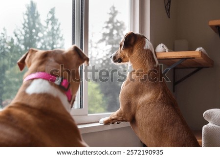 Two dogs looking out of the window. 2 puppy dogs watching the neighbours, pet owners or wildlife. Missing humans or lonely expression. Female Harrier mix dog and pitbull mix. One dog in focus.
