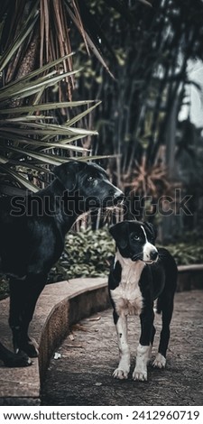 Two Dog's looking some one 