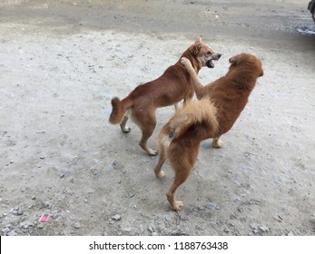 Two Dogs Barking Stock Photos Images Photography