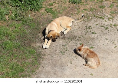 Two Dogs Lying Down On The Ground. Seen From Above