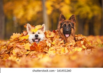 Two dogs lying in leaves 