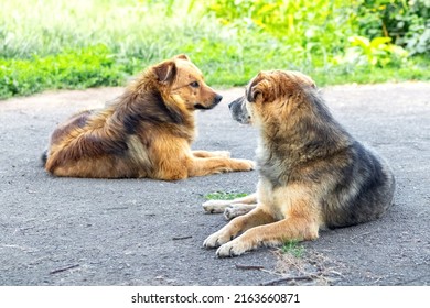 Two Dogs Are Lying And Resting In The Yard Of The Farm